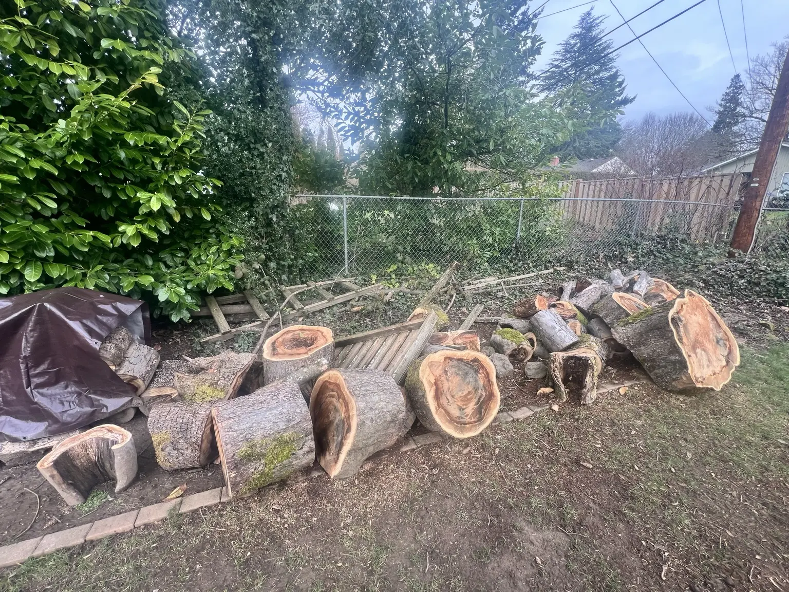 Large cut tree rounds and outdoor wood reviewed for Portland yard debris removal
